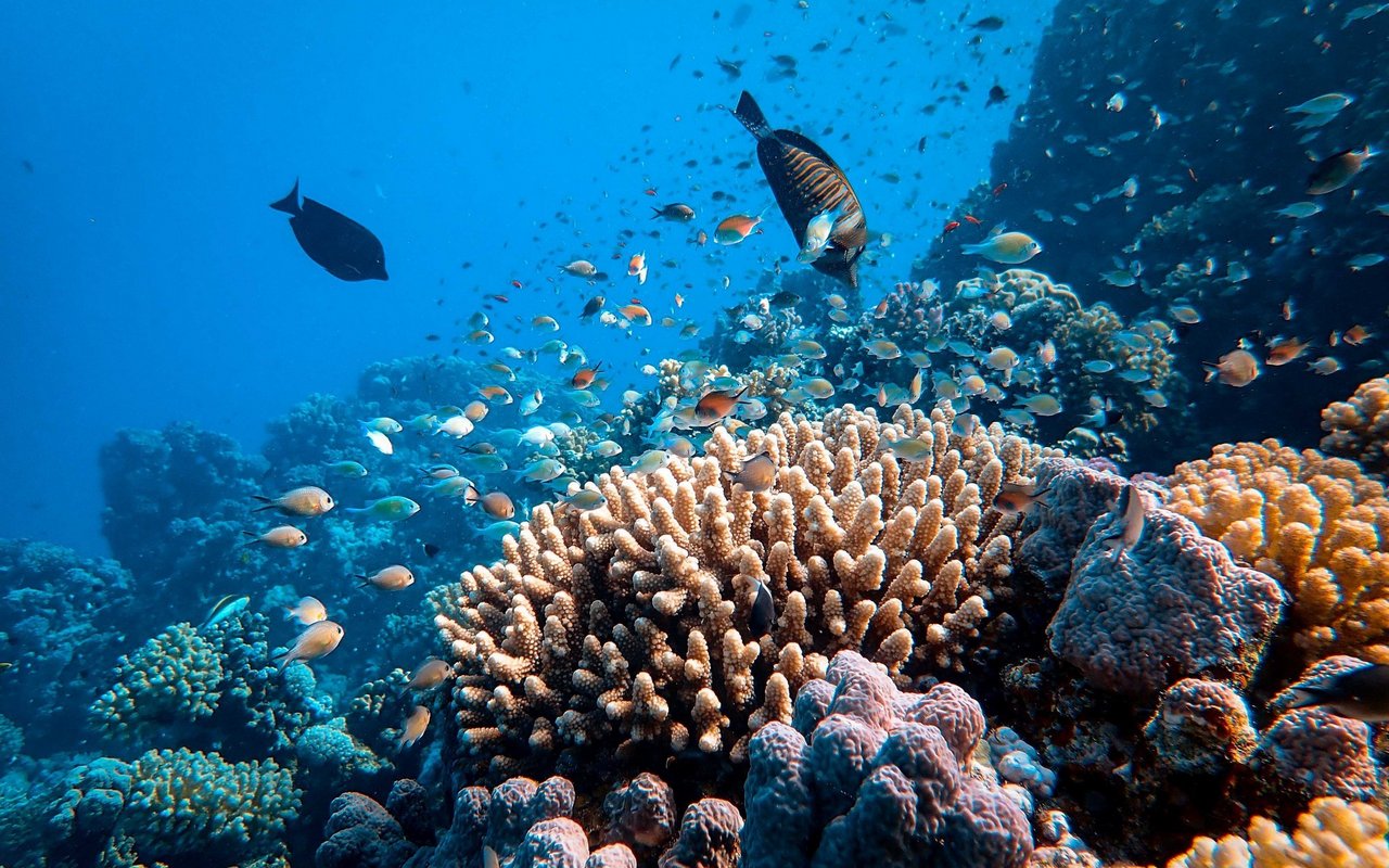 Korallenriffe bieten Nahrung und Lebensraum für verschiedenste Arten. Rund ein Viertel aller Meeresbewohner sind direkt von ihnen abhängig.