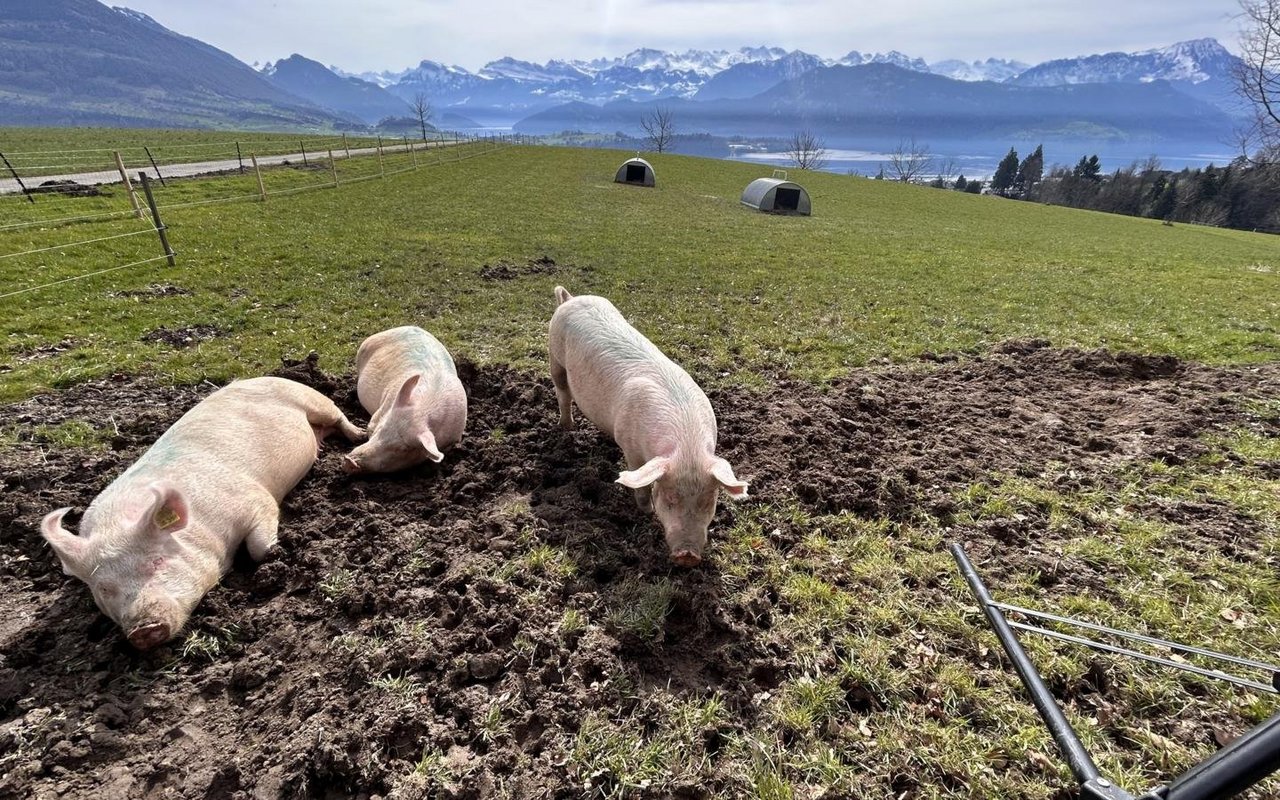 Im Projekt SchweinErleben leben Schweine in Freilandhaltung. 