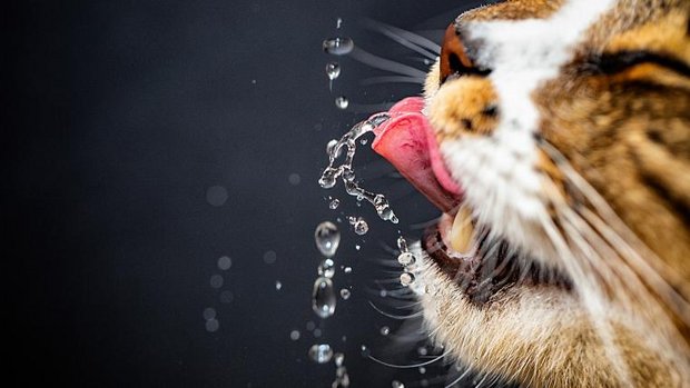 Katze trinkt Wasser