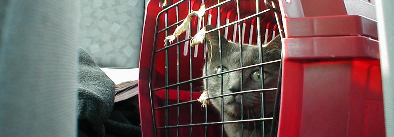 Ist der Katze die Transportbox vertraut, ist der Gang zum Tierarzt weniger schlimm.