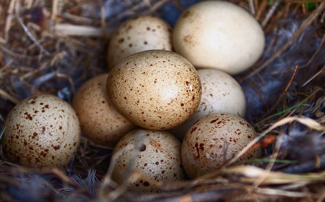 Die Auerhenne legt ihre Eier in eine Mulde, wo schliesslich die Küken schlüpfen. 