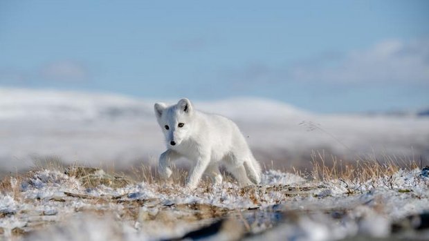 Junger Polarfuchs in Tundra