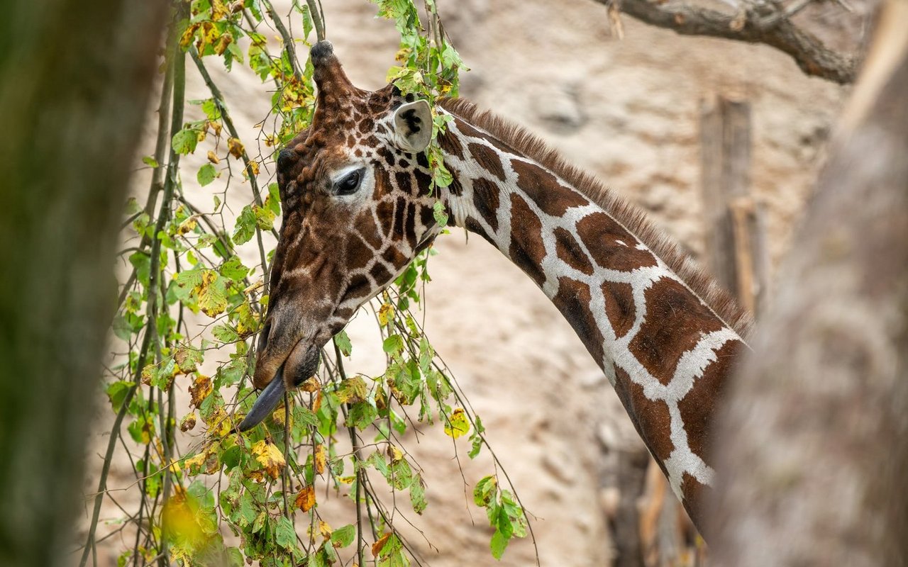 Obi wäre als potenzieller Zuchtbulle für den Erhalt der Reservepopulation der Netzgiraffen in Zoos vorgesehen gewesen.