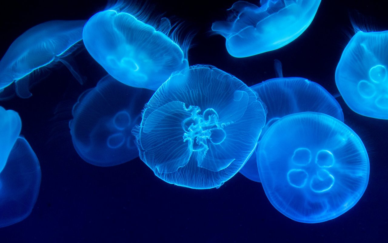 Viele Quallen sind biofluoriszierend. Dies sind Aufnahmen einer Tiefseequalle.