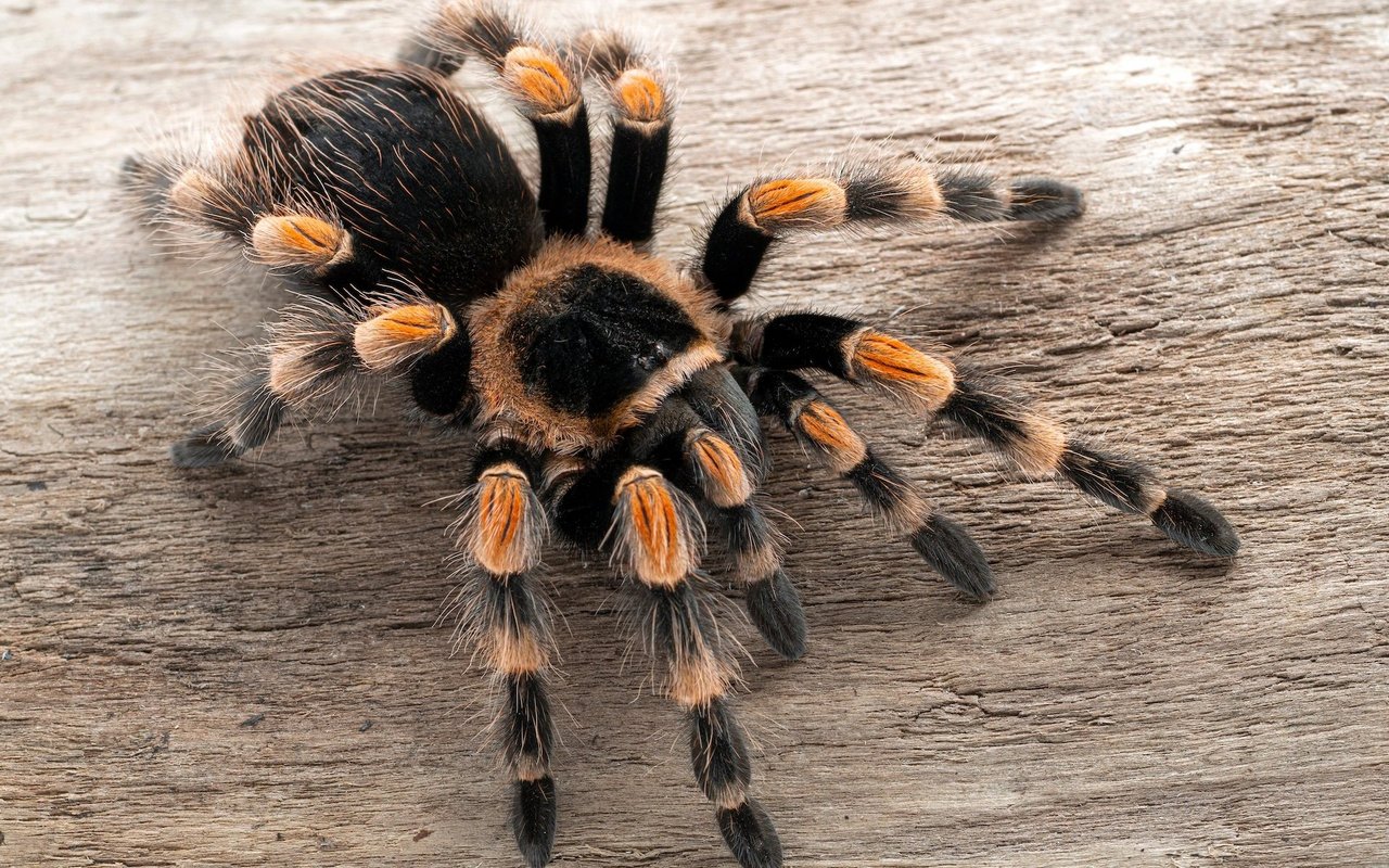 Die Mexikanische Rotknie-Vogelspinne (Brachypelma hamorii) gilt als ruhige Art.