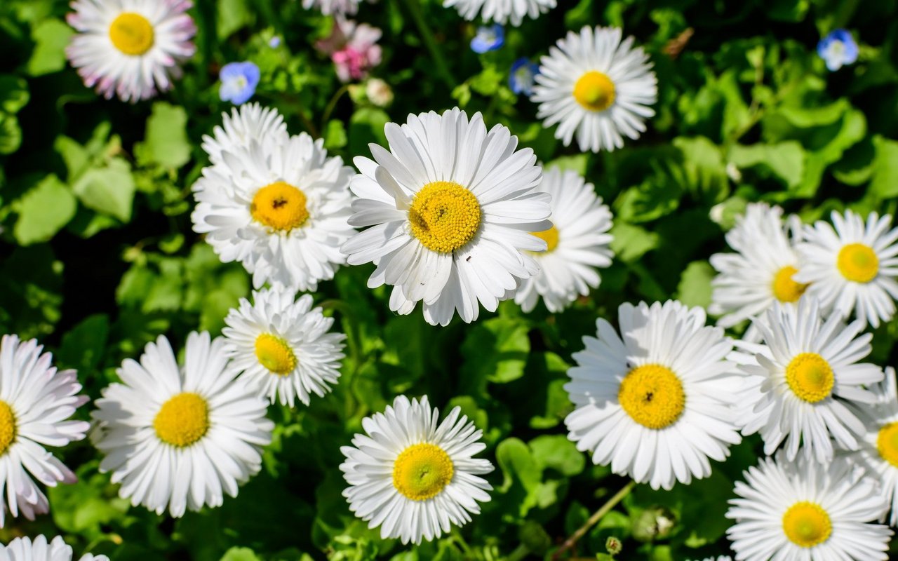 Gänseblümchen (Bellis perennis)