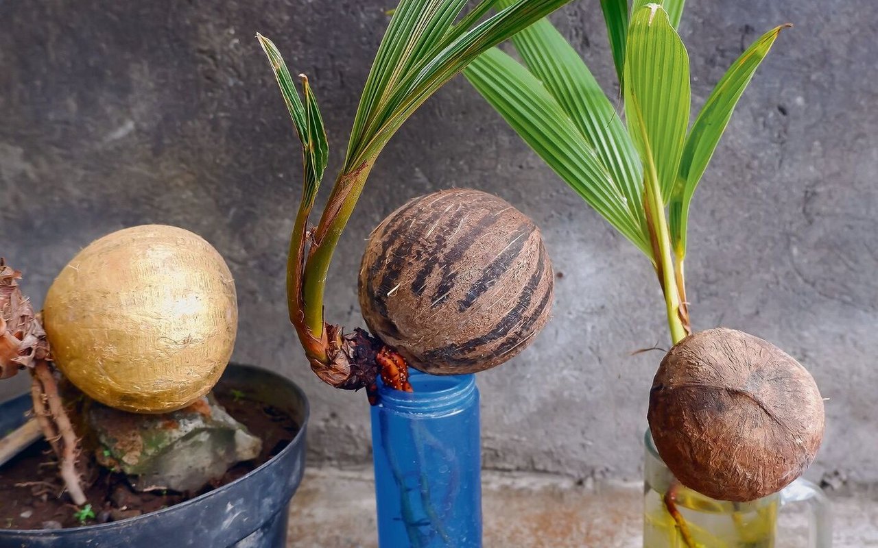 Um Kokosnüsse selber zu ziehen, braucht es viel Geduld. Nur solche aus dem Spezialgeschäft keimen. Es hilft, wenn die Nuss in 25 °C warmem Wasser eingelegt wird. Auf dem Bild ist der Prozess schon weit fortgeschritten. 