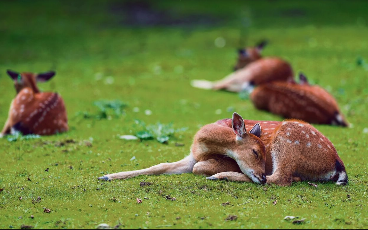 Rotwild macht nur kurze Nickerchen und zwar meist tagsüber. Wirklich tief schlafen Rehe täglich nur wenige Minuten.