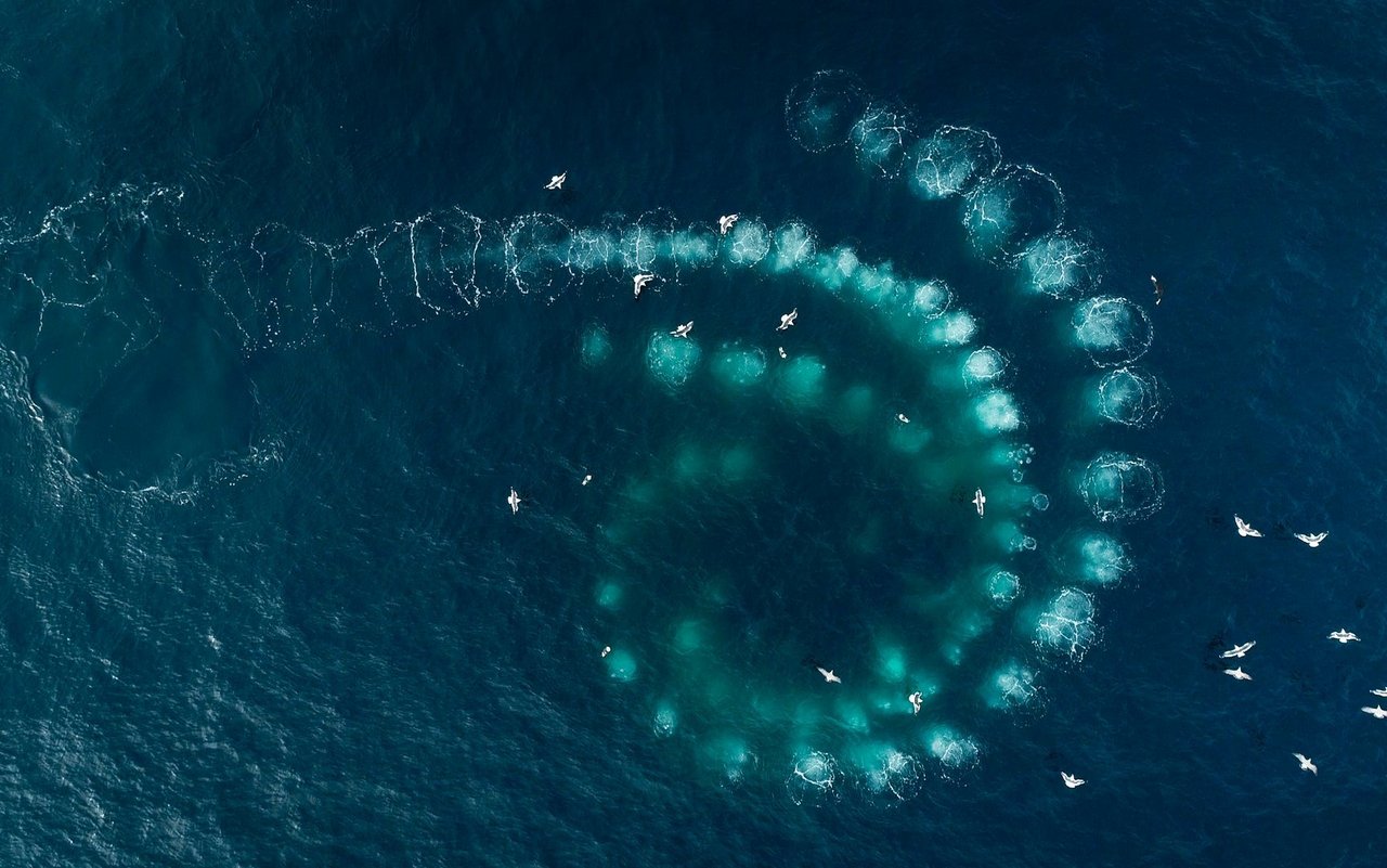 Buckelwale haben eine ausgefeilte Jagdtechnik: Krillschwärme werden mit einem Netz aus Blasen umzingelt.