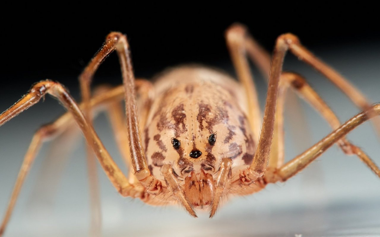In unseren Häusern finden sich nicht nur dicke, haarige Spinnen, sondern auch hoch faszinierende Arten wie die Speispinne.