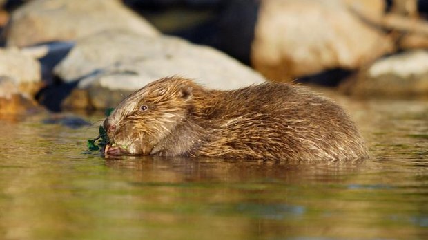 Biber knabbert an Pflanze im Wasser