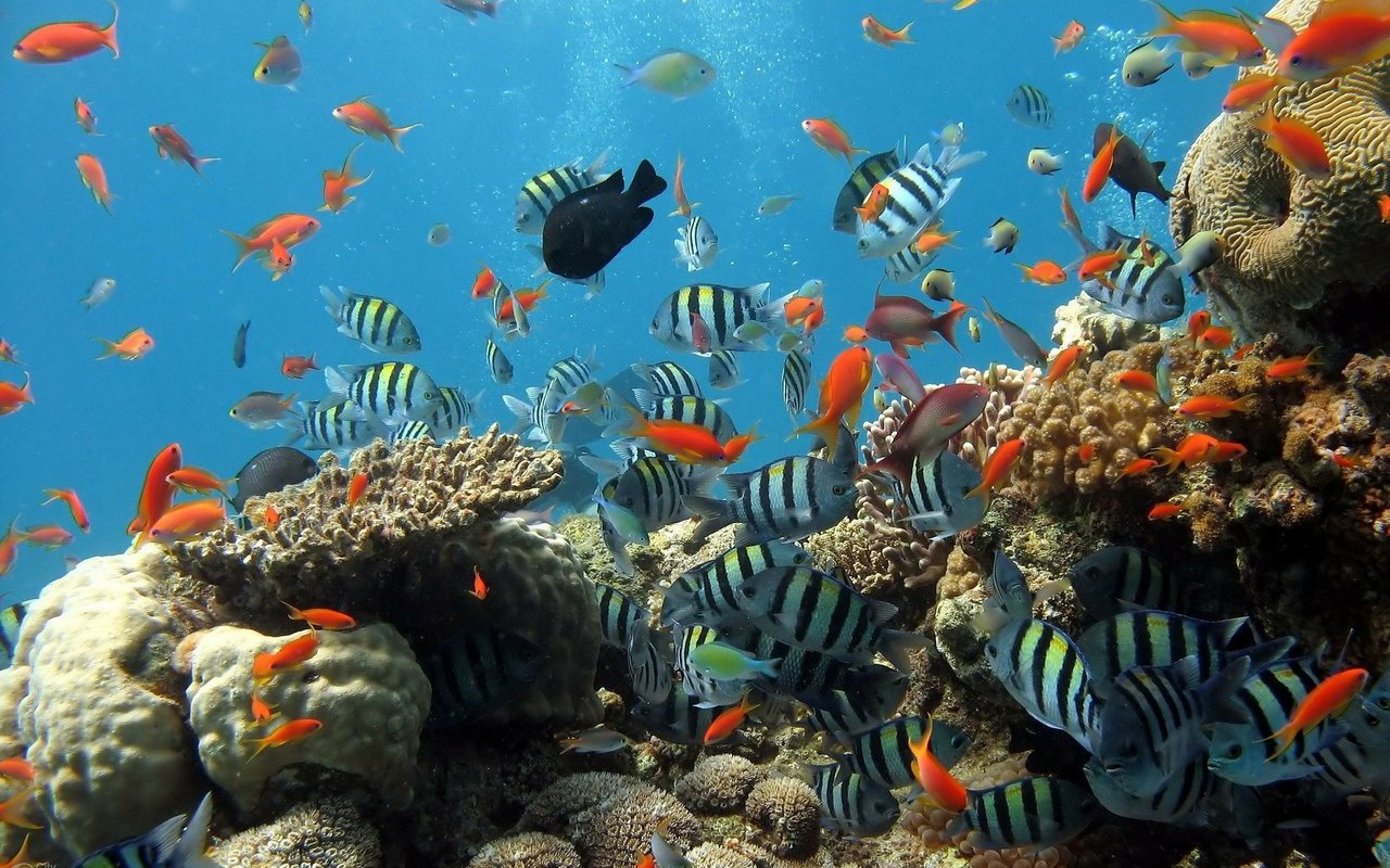 In den Korallenriffen leben alle Arten von Fischen.