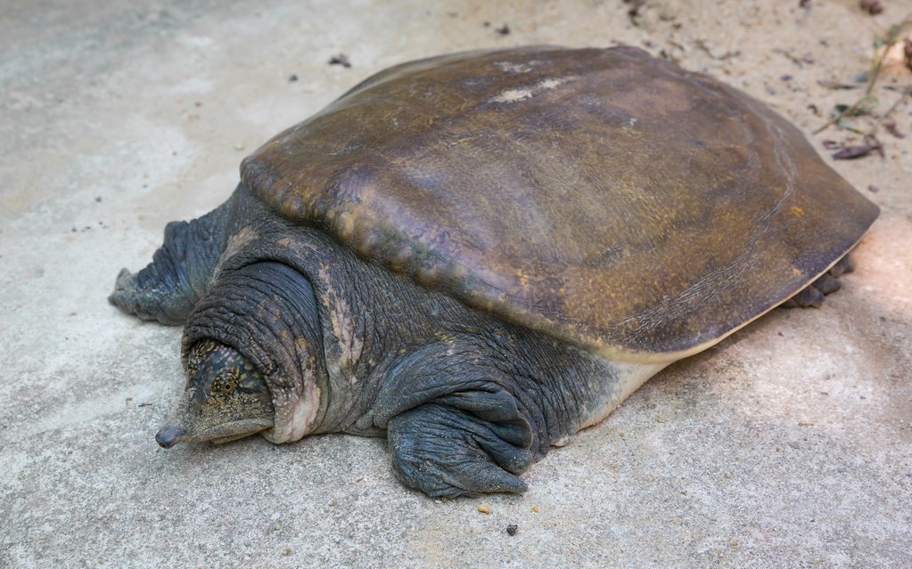 Der Panzer der Weichschildkröten ist lederartig. 