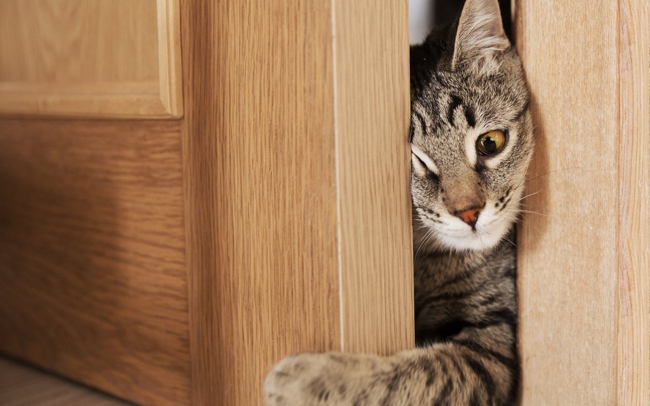 Fast keine Türspalte ist zu schmal für Katzen. 