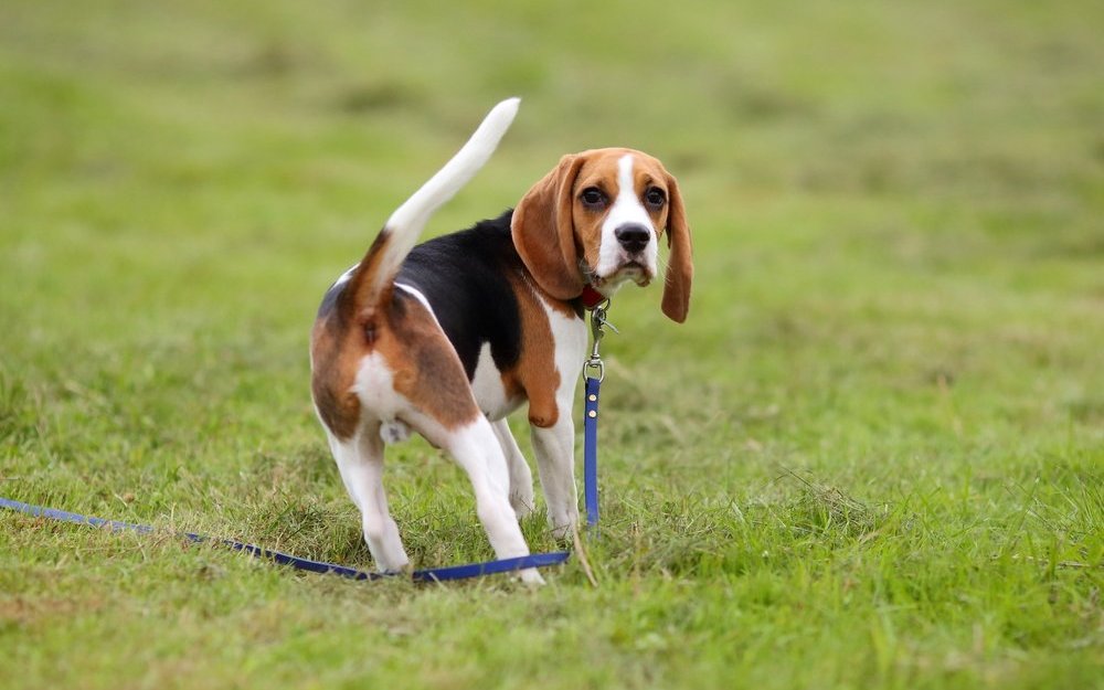 Der Beagle an der Schleppleine reagiert auf den Ruf und kommt gleich zurück. 