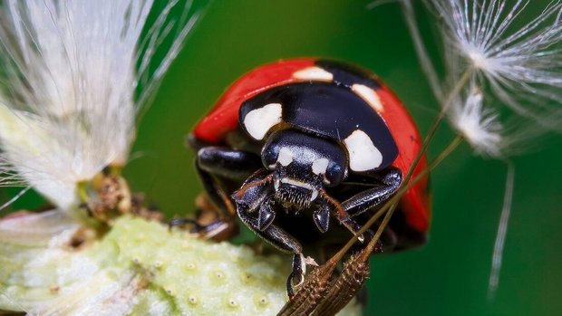 Viele Arten von Marienkäfern sind gern gesehene Nützlinge.