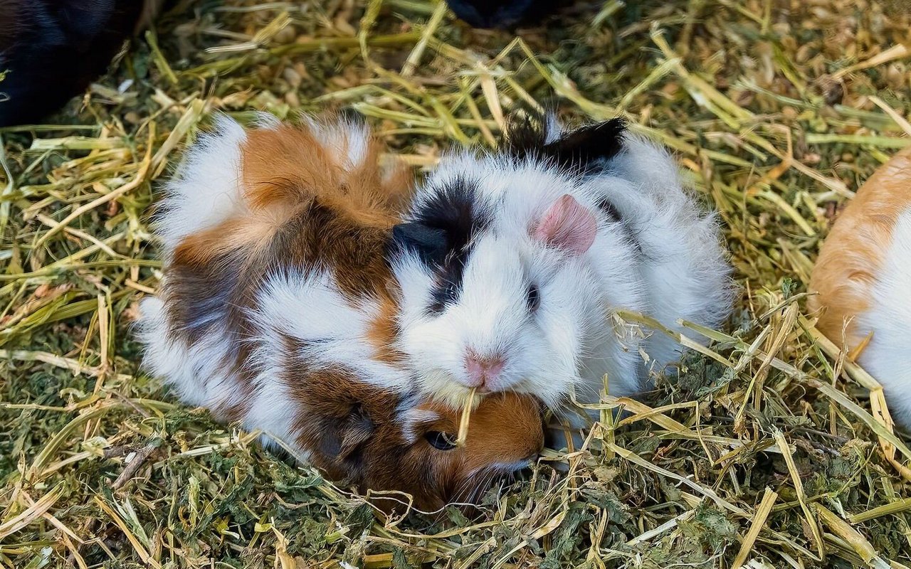 Meerschweinchen sind keine grossen Kuschler, aber suchen den Schutz in der Gruppe. 