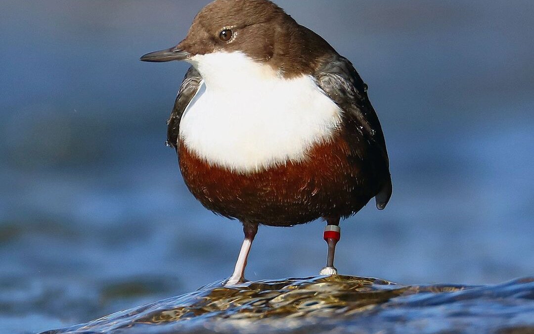 Die Vögel des Sihlwalds: Kleiber, Buntspecht und Waldkauz.