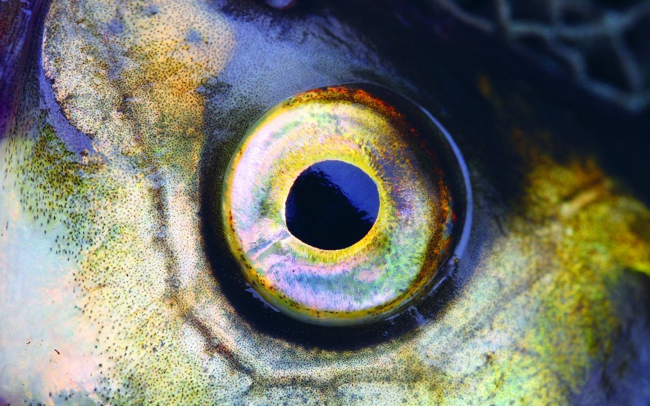 Die FBA Aquakultur an der ZHAW bietet umfassendes, praxisnahes Fachwissen, wertvolles Networking und Zukunftschancen in der Aquakultur durch erfahrene Dozierende.