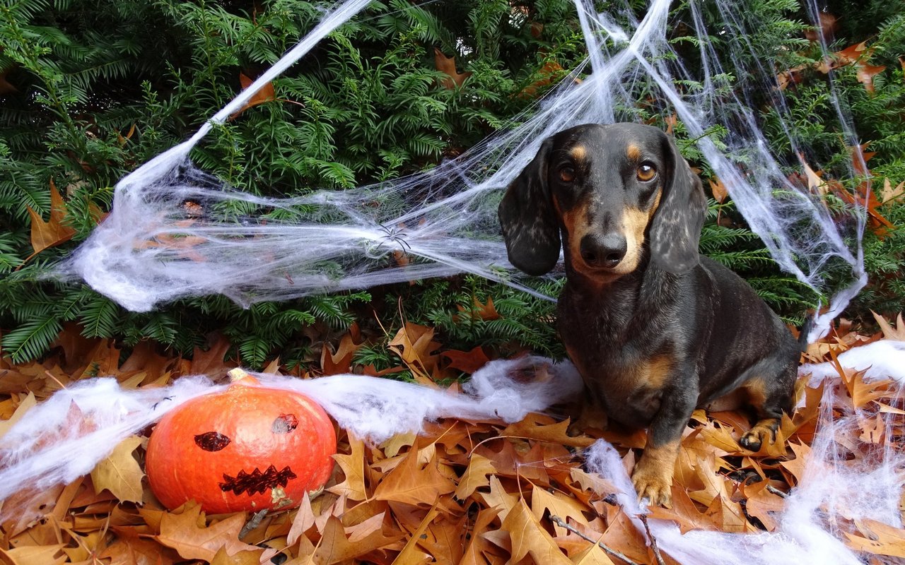 Für Hunde können gewisse Halloween-Traditionen Stress auslösen. 