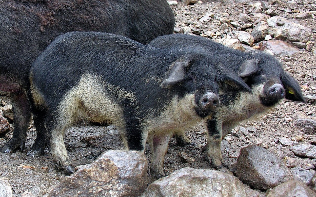 Ihrem ausgeglichenen Gemüt entsprechend verfügen die Wollschweine über ein stabiles Sozialverhalten.