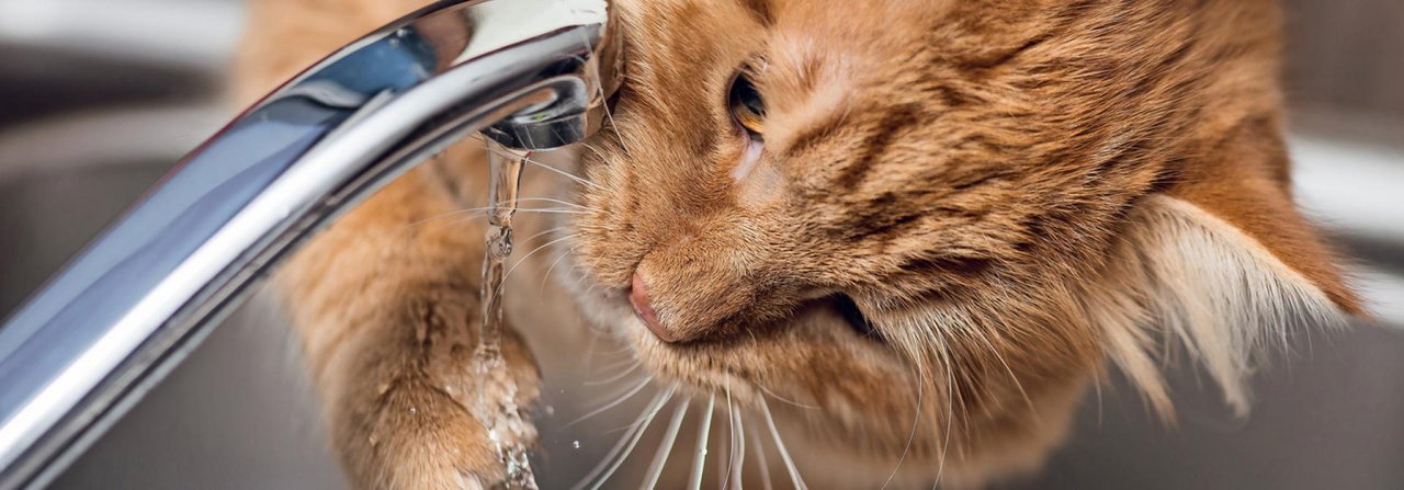 Die meisten Katzen finden fliessendes Wasser attraktiver als Pfützen.