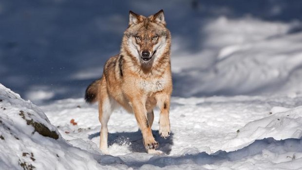 Wolf im Schnee