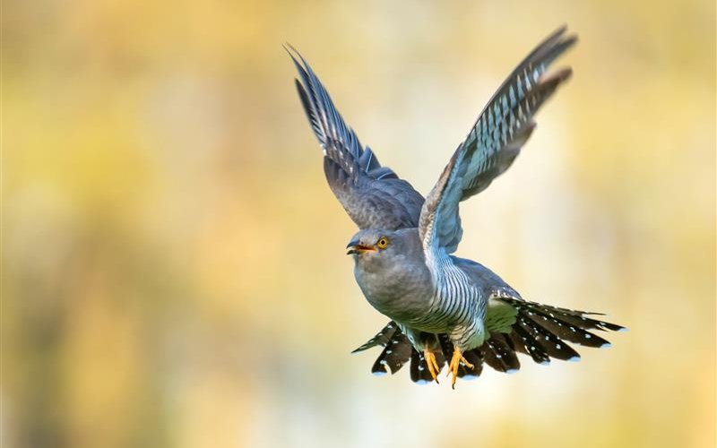 «Ein Kuckucksei ins Nest legen»