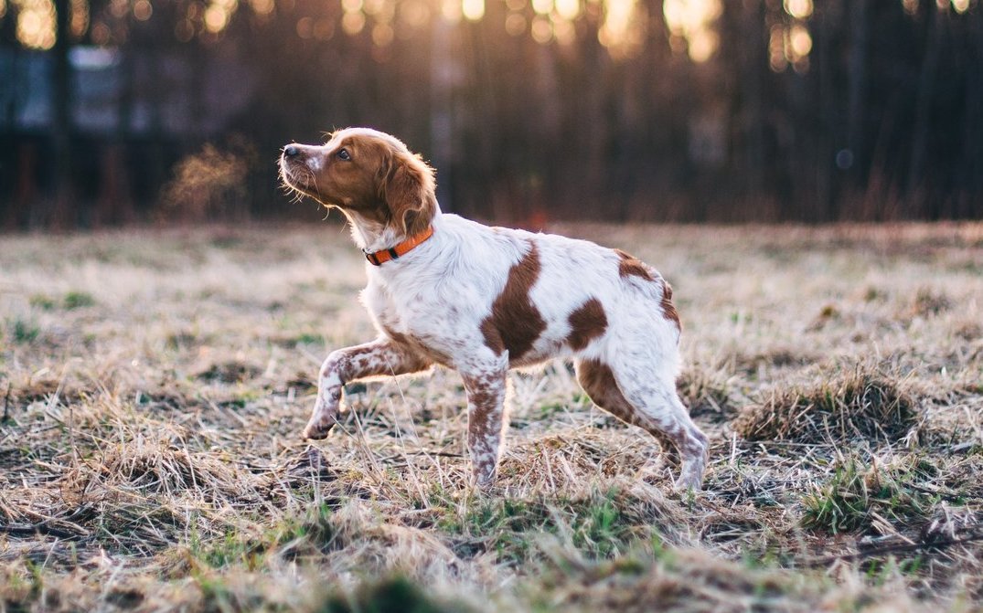 Als kleinster Vorstehhund fällt der Epagneul Breton nicht nur durch seine kompakte Statur auf, sondern auch durch seine kurze oder von Natur aus fehlende Rute.