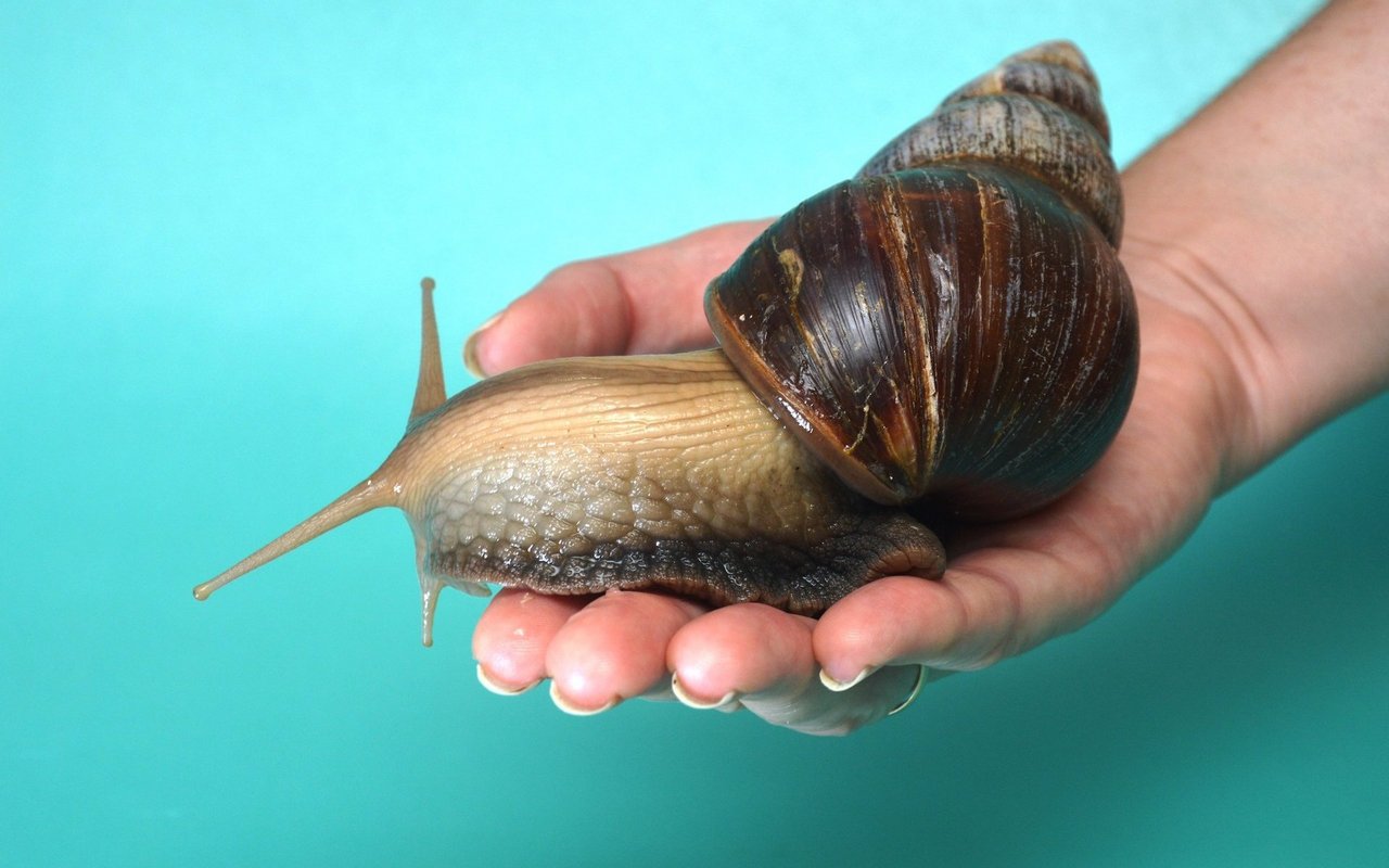 Die Tiere können eine beachtliche Gehäusegrösse von bis zu 15 Zentimetern erreichen. Allerdings nur bei guter Pflege. 