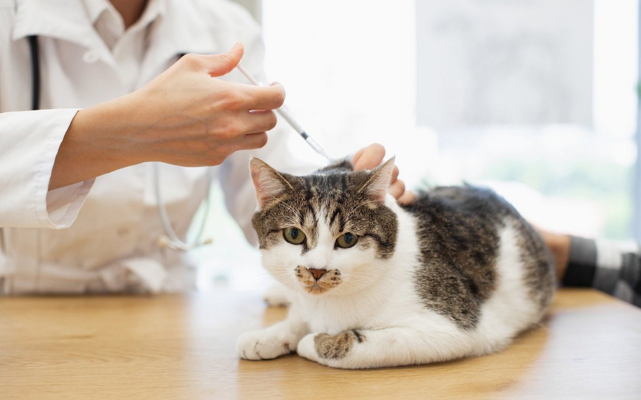 Laut einer US-Studie hat die Skepsis gegenüber Tierimpfungen seit der Corona-Pandemie zugenommen.