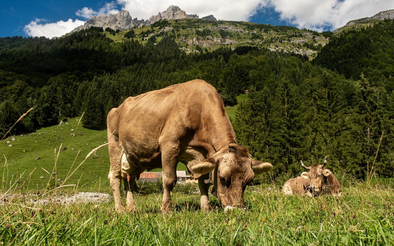 Würde der Rinderbestand reduziert werden, hätte dies grundsätzlich einen klimaschonenden Effekt. Doch ohne Beweidung verschwinden wertvolle Graslandschaften langfristig.