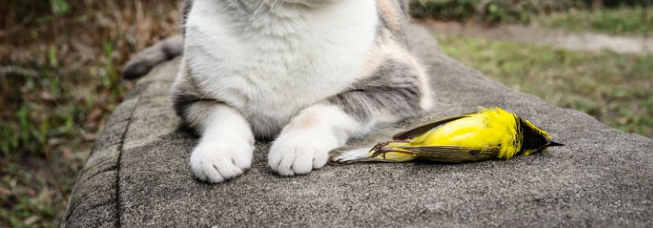 Mit einem Glöggli-Halsband oder einer bunten Halskrause hätte die Katze den Vogel wohl nicht erwischt.