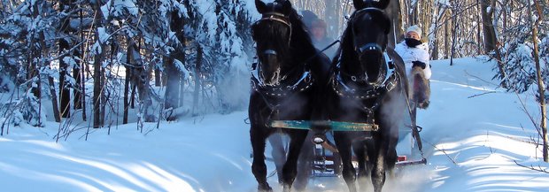 Canadian Horses ziehen Kutsche