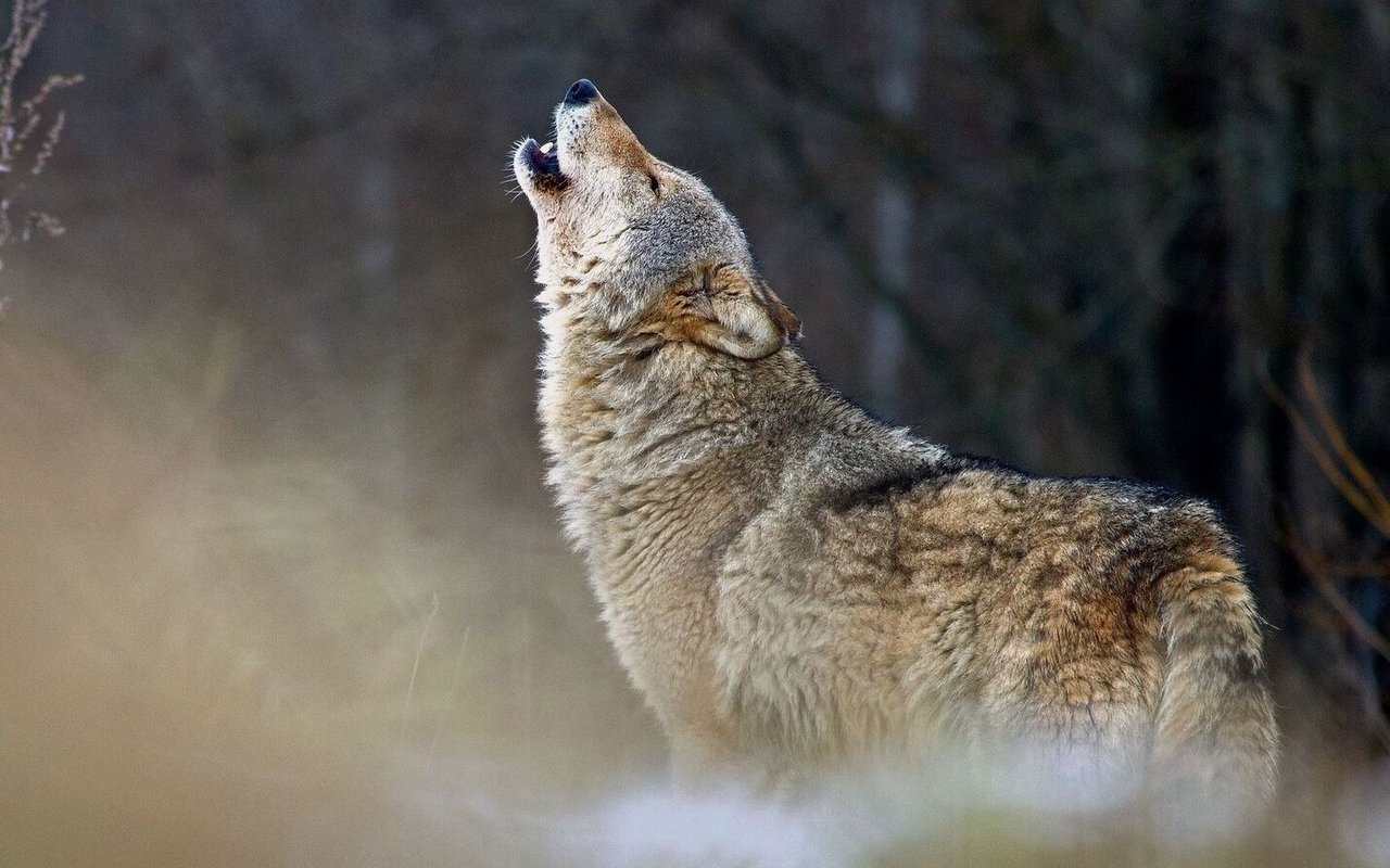 Heulen ist ein wichtiges Kommunikationsmittel der Wölfe. So finden sie sich über weite Distanzen.