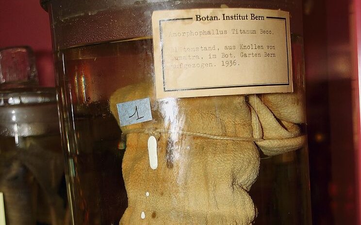 Alkoholbeleg einer Titanwurz, die 1936 im Botanischen Garten Bern blühte. 