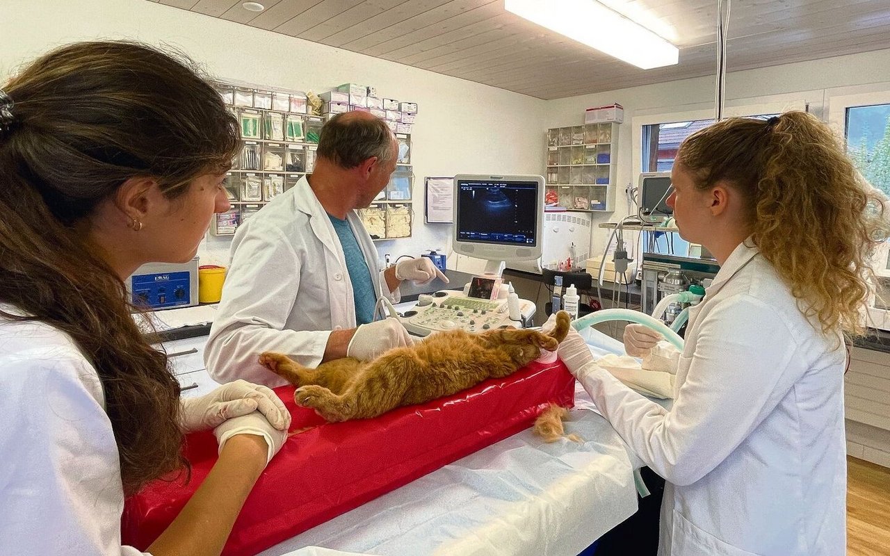 Die Niere und Blase von Kater Max müssen mit dem Ultraschallgerät untersucht werden.