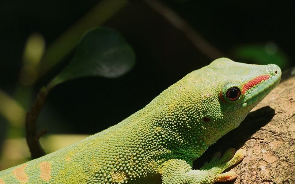 Francesca Balmelli macht die Kinder auf den Grossen Madagaskar-Taggecko im Blättergewirr aufmerksam. 