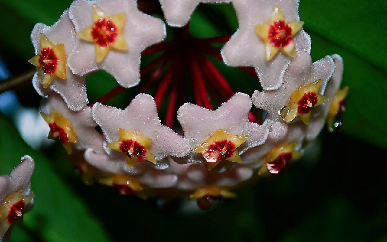 Die vielen Blüten der Wachsblumen bilden leckeren Nektar. 