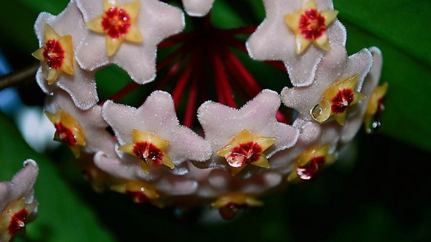 Die vielen Blüten der Wachsblumen bilden leckeren Nektar. 