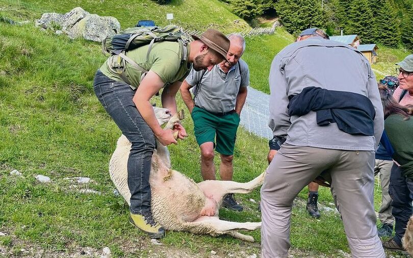 David Gerke instruiert die Kursteilnehmenden wie ein Schaf korrekt auf den Rücken umgesetzt wird, damit sein Gesundheitszustand kontrolliert oder eine Behandlung durchgeführt werden kann.