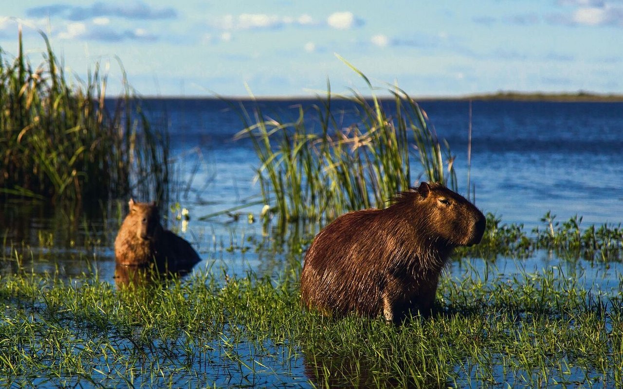 Capybaras sind die Lieblingsbeutetiere der Jaguare. Die entfernten Verwandten des Meerschweinchens sind die grössten Nagetiere der Welt.