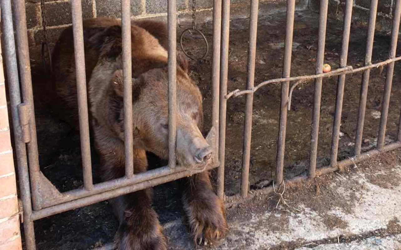Dieser männliche Bär wurde in der ukrainischen Region Donezk gerettet. 