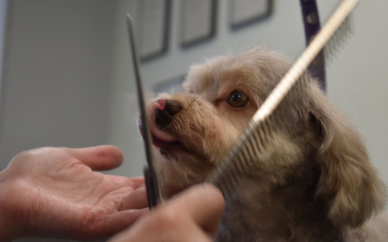 Es gibt viele Hundesalons. Doch der Beruf der Hundecoiffeuse ist nicht geschützt.