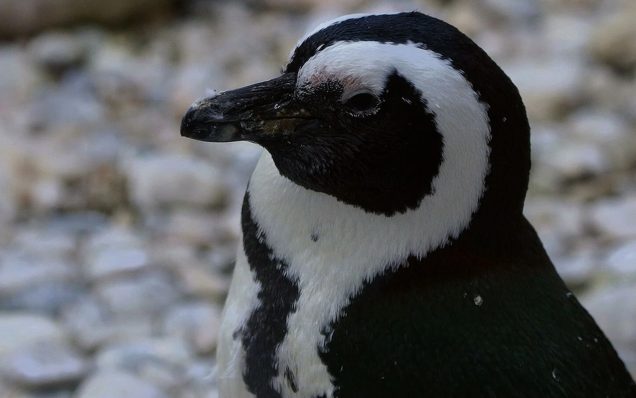 Brillenpinguine sind längst vor dem Aussterben bedroht.