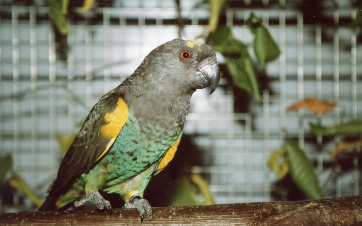 Die Unterarten von Meyerspapageien werden in der Vogelzucht oft nicht unterschieden. 