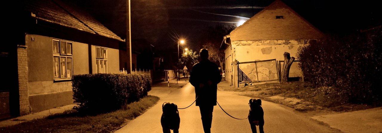 Bei Spaziergängen mit seinen Hunden im Dunkeln sollte man einige Dinge beachten.