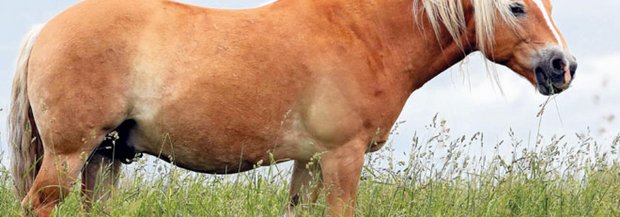 dickes_pferd.jpg