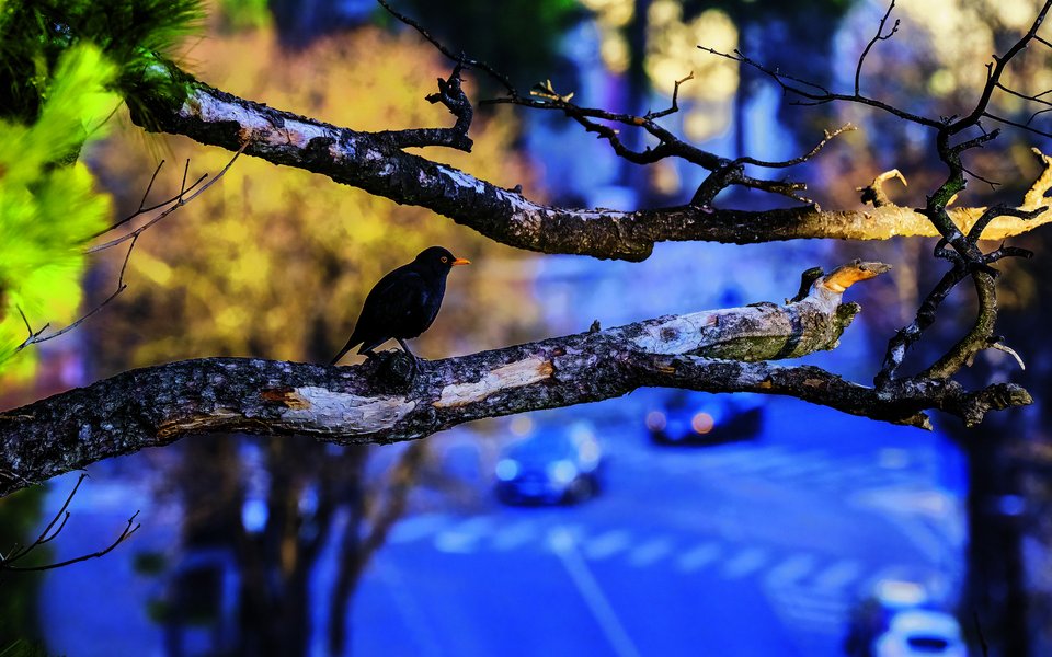 Die Amsel wagt sich erst seit Kurzem in die Städte.