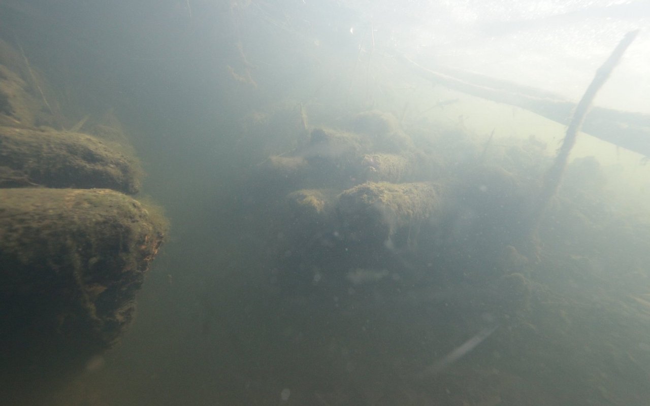 Ein Bibergang durchschneidet eine Lage prähistorischer Hölzer im Uferbereich der grossen Insel.